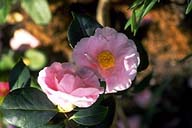 Picture of flower